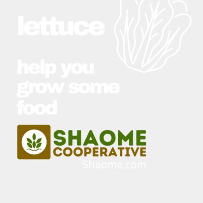 lettuce help you grow some food Thumbnail